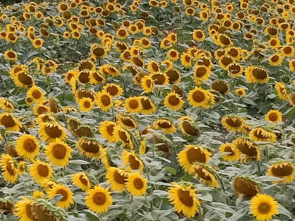 Sonnenblumenfelder